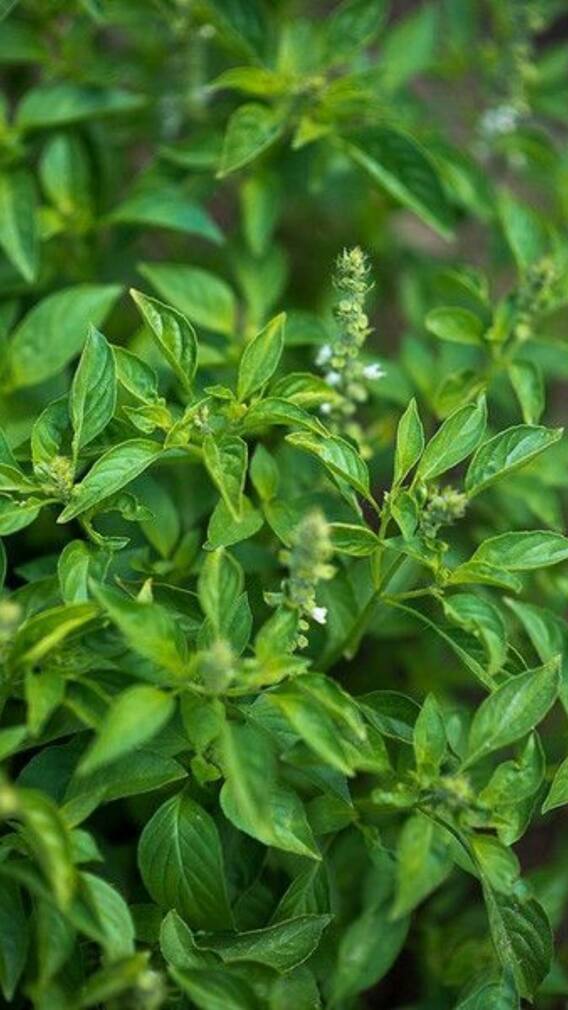 ਘਰ 'ਚ ਫਾਇਦੇ ਦੀ ਥਾਂ ਨੁਕਸਾਨ ਕਰੇਗਾ ਅਜਿਹਾ ਤੁਲਸੀ ਦਾ ਪੌਦਾ