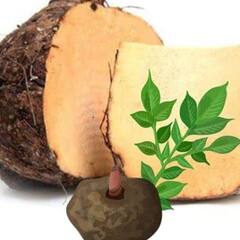 ਜ਼ਿਮੀਕੰਦ ਜੜ੍ਹ ਤੋਂ ਖਤਮ ਕਰਦੈ ਕਈ ਬੀਮਾਰੀਆਂ, ਖਾਣ ਨਾਲ ਹੁੰਦੇ ਨੇ ਹੈਰਾਨੀਜਨਕ ਫਾਇਦੇ