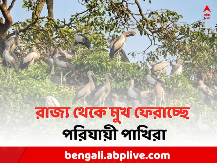 west burdwan Local News Migratory birds are no longer coming to Rakshitpur West Burdwan News:  আগাছায় ঢেকে জলাশয়, আপ্যায়নে ত্রুটি,  বাংলা থেকে মুখ ফেরাচ্ছে পরিযায়ী পাখির দল !