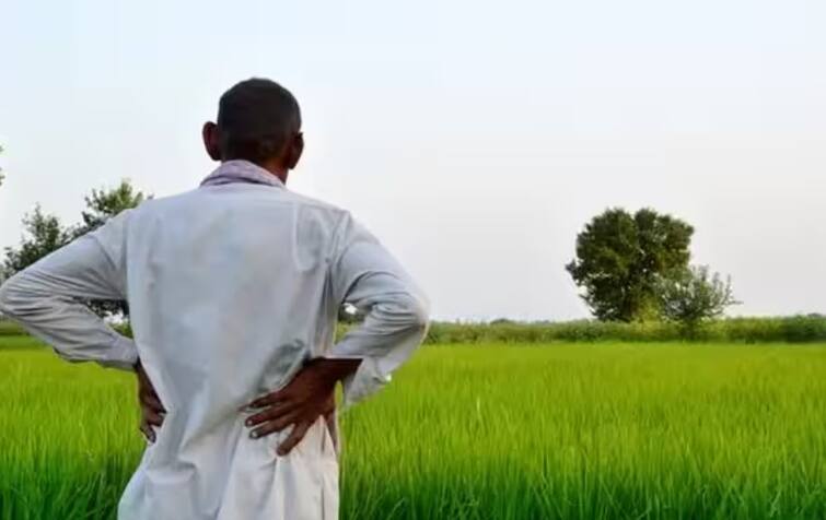 Despite fifteen days of unseasonal rains, the survey is still going on, the farmers are in trouble as the planting of rabi crops is stuck માવઠાને પંદર દિવસ થયા છતાં હજી પણ સર્વે ચાલુ, રવિ પાકનું વાવેતર અટવાતા ખેડૂતો મુશ્કલીમાં મુકાયા