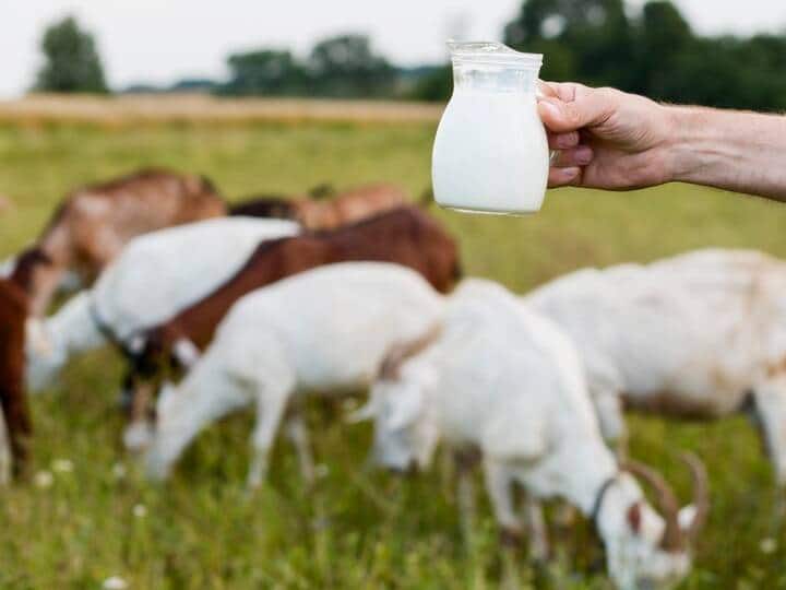 Cow Milk vs Buffalo Milk Which is better for health Cow Milk vs Buffalo Milk: एक्सपर्ट के हिसाब से जानें दोनों में से कौन सा दूध है ज्यादा हेल्दी और फायदेमंद