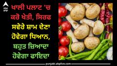 Cultivation: ਖਾਲੀ ਪਲਾਟ 'ਚ ਕਰੋ ਖੇਤੀ, ਸਿਰਫ ਸਵੇੇਰੇ ਸ਼ਾਮ ਦੇਣਾ ਹੋਵੇਗਾ ਧਿਆਨ, ਬਹੁਤ ਜ਼ਿਆਦਾ ਹੋਵੇਗਾ ਫਾਇਦਾ