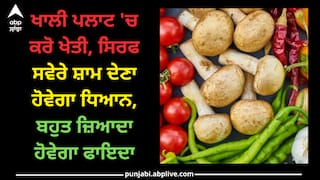 Cultivation: ਖਾਲੀ ਪਲਾਟ 'ਚ ਕਰੋ ਖੇਤੀ, ਸਿਰਫ ਸਵੇੇਰੇ ਸ਼ਾਮ ਦੇਣਾ ਹੋਵੇਗਾ ਧਿਆਨ, ਬਹੁਤ ਜ਼ਿਆਦਾ ਹੋਵੇਗਾ ਫਾਇਦਾ