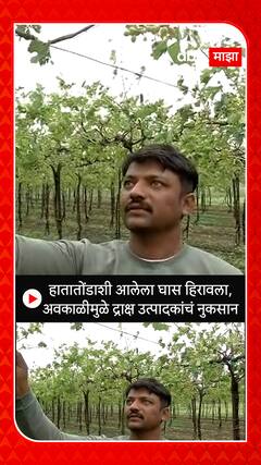 Nashik Rain :  हातातोंडाशी आलेला घास हिरावला, अवकाळीमुळे द्राक्ष उत्पादकांचं नुकसान