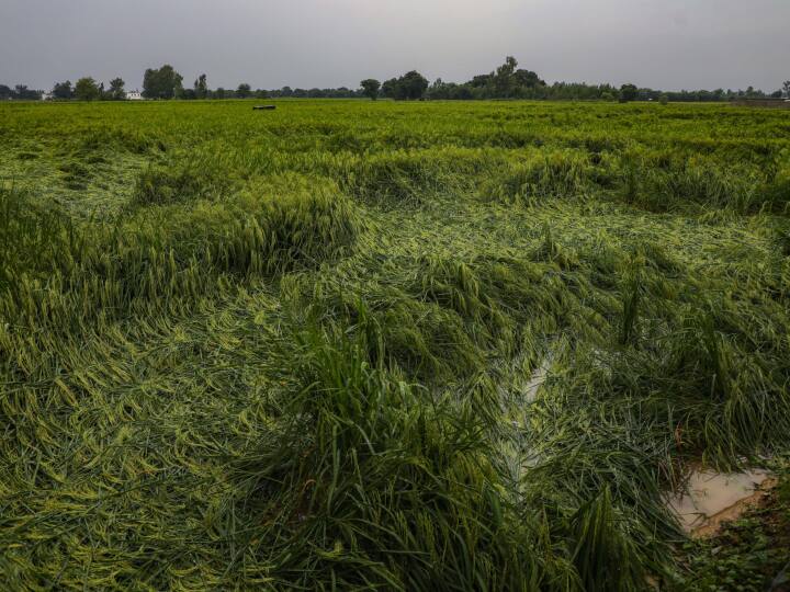 Gujarat Weather News Unseasonal rains broken backs of farmers huge damage to crops 20 people died Gujarat Rain: गुजरात में बेमौसम बारिश ने तोड़ी किसानों की कमर, फसलों को भारी नुकसान, सामान्य जीवन अस्त-व्यस्त