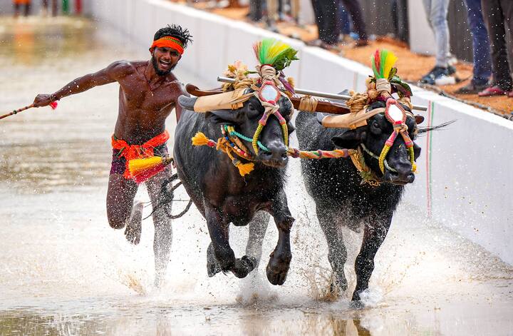 यह रेस करीब 800 साल से पहले से चली आ रही है, जो कि 2 कीचड़ भरे ट्रैक पर कराई जाती है.