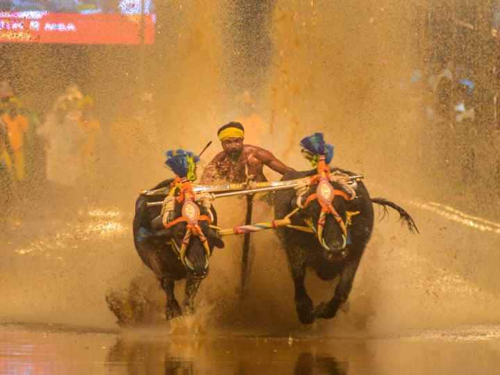 Buffalo Race in Bengaluru: कंबाला रेस पहली बार बेंगलुरु के पैलेस ग्राउंड में आयोजित की गई है. यह रेस फिल्म कांतारा के बाद से पूरे देश में फेमस हो गई.