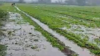 Unseasonal Rain : માવઠાથી રાજ્યમાં ખેતીને ભારે નુકસાન, વળતર આપવાની ખેડૂતોની માંગ