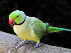 पता चल गया तोते इंसानों की तरह कैसे बोल लेते हैं, आप भी जान लीजिए इसके पीछे की साइंस