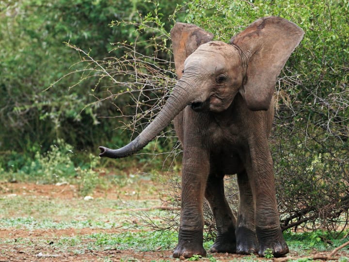 Chhattisgarh Elephant terror elephant crushed a villager who come to see fair ANN Chhattisgarh News: मेला देखने आ रहे ग्रामीण को हाथी ने कुचला,  तीन वनकर्मी घायल, दो ग्रामवासी लापता