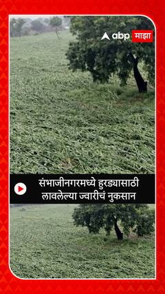 Sambhajinagar : संभाजीनगरमध्ये हुरड्यासाठी लावलेल्या ज्वारीचं नुकसान