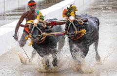 Kambala Buffalo Race: बेंगलुरु में पहली बार आयोजित की गई कंबाला बफेलो रेस, तस्वीरों में देखें क्या है खास