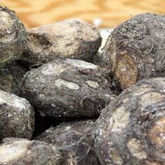 ਜ਼ਿਮੀਕੰਦ ਜੜ੍ਹ ਤੋਂ ਖਤਮ ਕਰਦੈ ਕਈ ਬੀਮਾਰੀਆਂ, ਖਾਣ ਨਾਲ ਹੁੰਦੇ ਨੇ ਹੈਰਾਨੀਜਨਕ ਫਾਇਦੇ