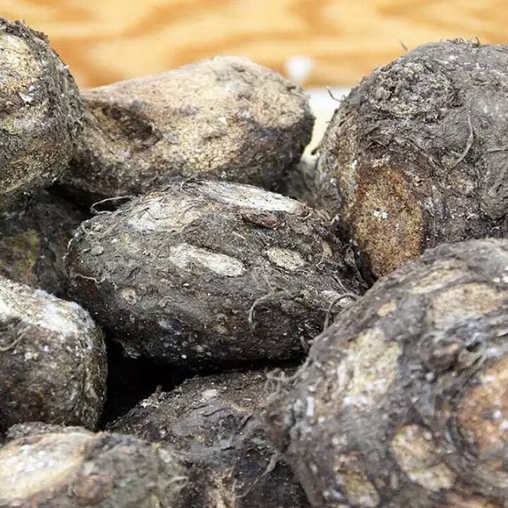 ਅੱਜ  ਅਸੀਂ ਤੁਹਾਨੂੰ ਜ਼ਿਮੀਕੰਦ ਖਾਣ ਦੇ ਫਾਇਦੇ ਦੱਸਣ ਜਾ ਰਹੇ, ਜੋ ਸਰੀਰ ਨੂੰ ਕਈ ਬੀਮਾਰੀਆਂ ਤੋਂ ਛੁਟਕਾਰਾ ਦਿਵਾਉਂਦੇ ਹਨ।