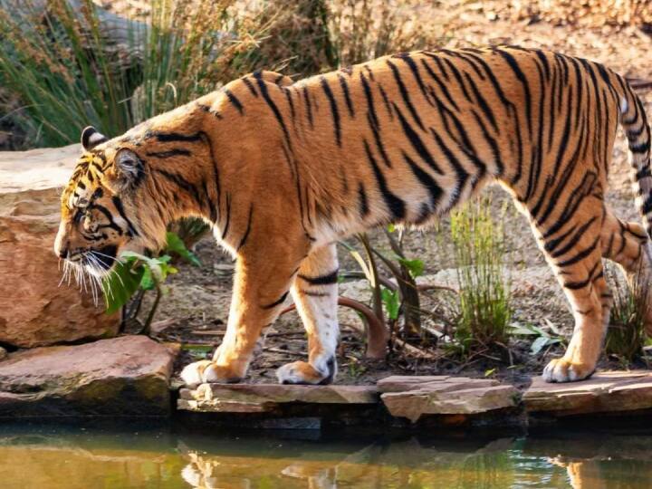 Madhya Pradesh tiger went missing from Ranthambore in Rajasthan was found in Kuno National Park Kuno National Park: राजस्थान के रणथंभौर से गायब हुआ बाघ 100 km दूर एमपी के कूनो में मिला, क्या चीतों को होगा खतरा?