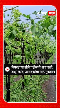 Niphad Rain  : नाशिकच्या सोनेवाडीमध्ये अवकाळीमुळे द्राक्ष , कांदा उत्पादकांचं मोठं नुकसान