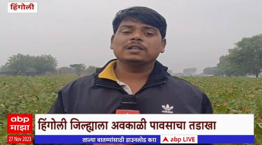 Hingoli Farmers Loss : हिंगोली जिल्ह्याला अवकाळी पावसाचा तडाखा, अवकाळीमुळे कापूस पिकाचं नुकसान