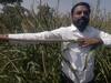 सांगोला तालुक्यात चक्क चार फूट लांब बाजरीच्या कणसाची चर्चा; गावठी बियाण्याची कमाल!