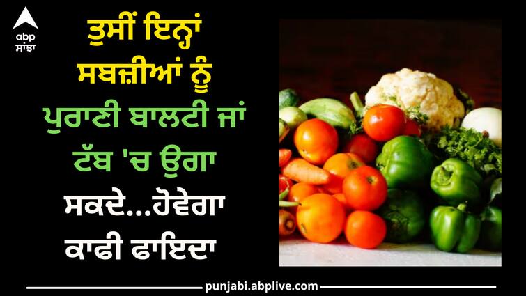 you-can-plant-these-five-vegetables-even-in-old-buckets-and-tubs-it-will-be-of-great-benefit Vegetables: ਤੁਸੀਂ ਇਨ੍ਹਾਂ ਸਬਜ਼ੀਆਂ ਨੂੰ ਪੁਰਾਣੀ ਬਾਲਟੀ ਜਾਂ ਟੱਬ 'ਚ ਉਗਾ ਸਕਦੇ...ਹੋਵੇਗਾ ਕਾਫੀ ਫਾਇਦਾ