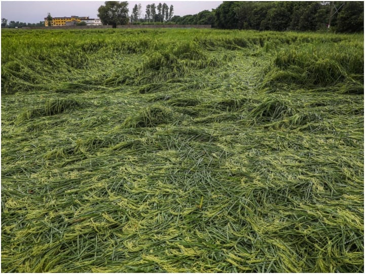 maharashtra unseasonal rain more than 2 lakh hectares of crops have been damaged the cm eknath shinde ordered immediate Panchnama news Unseasonal rain : अवकाळी पावसामुळे दोन लाख हेक्टरहून अधिक पिकांचे नुकसान, तात्काळ पंचनामे करण्याचे मुख्यमंत्र्यांचे आदेश