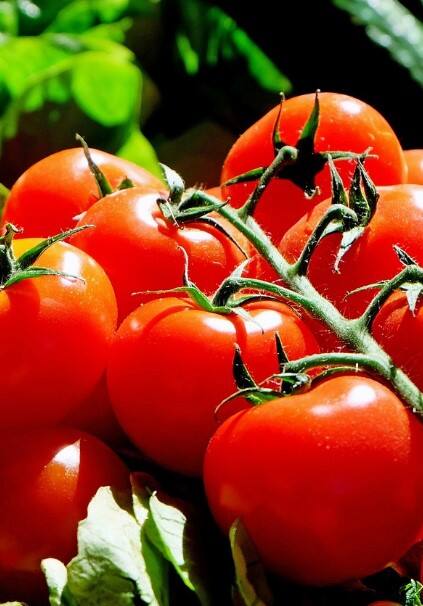 ট্রেস কমায়, ডায়াবেটিসেও উপকারী! রোজ টমেটো খাচ্ছেন তো?