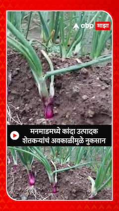 Manmad Heavy Rain: मनमाडमध्ये कांदा उत्पादक शेतकऱ्यांचं अवकाळीमुळे नुकसान