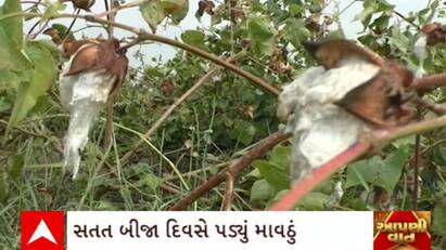 Gujarat News : સતત બીજા દિવસે વરસેલ કમોસમી વરસાદને કારણે દક્ષિણ ગુજરાતના ખેડૂતોને ભારે નુકસાન