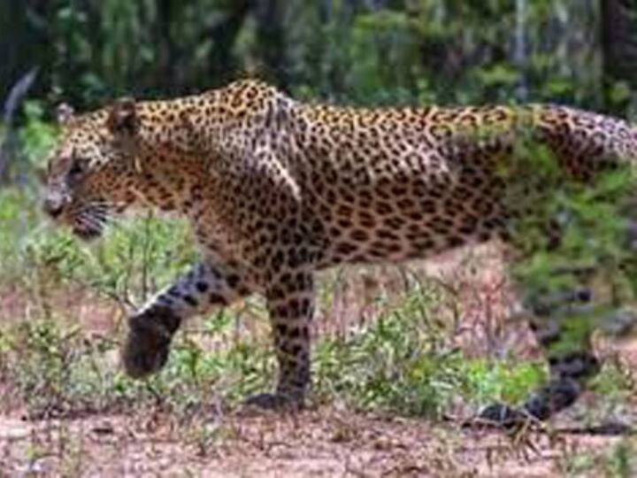Rajkot News Discussion of leopard sighting near Saurashtra University forest department into action Rajkot News: સૌરાષ્ટ્ર યુનિવર્સિટી નજીક દીપડો દેખાયાની ચર્ચા, ફોરેસ્ટ વિભાગે શરૂ કરી તપાસ