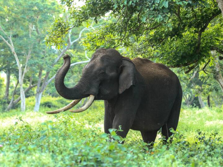 Chhattisgarh News Elephant died after getting stuck in electric fence farmer had hidden the dead body in the field ann Chhattisgarh News: इलेक्ट्रिक फेसिंग में फंसकर हाथी की मौत, खेत में किसान ने छुपाया था लाश