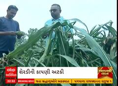 Unseasonal Rain Effect | દક્ષિણ ગુજરાતમાં માવઠાએ માજા મેલી, ખેડૂતોનો પાક થયો બરબાદ, જુઓ અહેવાલ