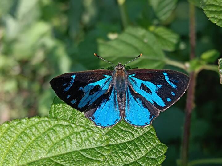 world of butterflies inhabiting in Jim Corbett National Park dehradun ann Dehradun News: कॉर्बेट नेशनल पार्क में बसती तितलियों की दुनिया, देखने के लिए दूर-दराज पहुंच रहे टूरिस्ट