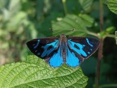 कॉर्बेट नेशनल पार्क में बसती तितलियों की दुनिया, देखने के लिए दूर-दराज पहुंच रहे टूरिस्ट