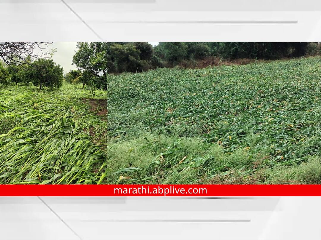 Marathwada Crop Damage : अवकाळी पावसाचा मराठवाड्याला मोठा फटका; 47 हजार 109 हेक्टर क्षेत्रावरील पिकांचे नुकसान Marathwada Crop Damage due to unseasonal rains Loss of crops on an area 47 thousand 109 hectares Marathwada Crop Damage : अवकाळी पावसाचा मराठवाड्याला मोठा फटका; 47 हजार 109 हेक्टर क्षेत्रावरील पिकांचे नुकसान