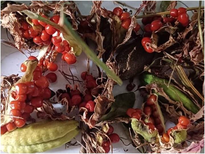 Bastar: वन विभाग की उदासीनता, विलुप्त होने की कगार पर 300 प्रकार के वन औषधि, कई औषधालय बंद bastar more than 300 forest medicines are on the verge of extinction ann Bastar: वन विभाग की उदासीनता, विलुप्त होने की कगार पर 300 प्रकार के वन औषधि, कई औषधालय बंद