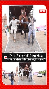 Pimpari Chinchwad 7 Cr Horse : पंधरा लिटर दुध ते मिनरल वॉटर! सात कोटींच्या घोड्याचा खुराक काय?