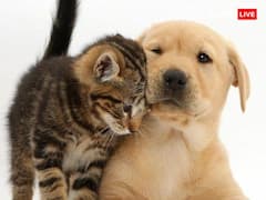 Animal: घर में किस तरह के एनिमल पालने चाहिए, नहीं जानते तो जान लें