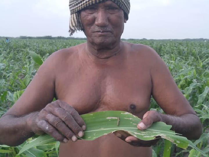 அதிகரிக்கும் அமெரிக்கன் படைப்புழுக்கள்; அல்லோலப்படும் விவசாயிகள்! மக்காச்சோளப் பயிருக்கு தீர்வுதான் என்ன?