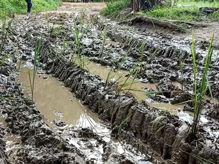 சுதந்திரம் கிடைத்ததில் இருந்து சாலையையே கண்டிராத கிராமம் - சேறும், சகதியுமான சாலையில் நாற்று நட்டு போராட்டம்