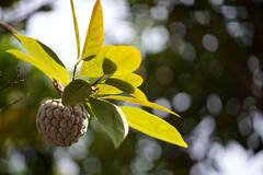 Custard Apple: சீதாப்பழத்தில் இவ்வளவு நன்மைகளா? இதைப் படிங்க!
