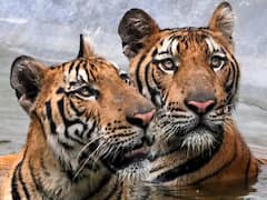 मध्य प्रदेश: बांधवगढ़ रिजर्व पार्क से भोपाल लाए गए 2 बाघ, दोनों अब तक 5 लोगों को उतार चुके हैं मौत के घाट