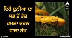 Viral News: ਇਹੈ ਦੁਨੀਆ ਦਾ ਸਭ ਤੋਂ ਤੇਜ਼ ਹਮਲਾ ਕਰਨ ਵਾਲਾ ਸੱਪ, ਇਹ ਆਪਣੇ ਸ਼ਿਕਾਰ ਨੂੰ ਨਹੀਂ ਦਿੰਦਾ ਕੋਈ ਮੌਕਾ!