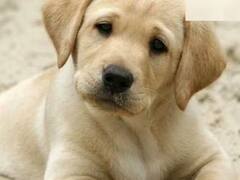 Animal: ઘરમાં કયા-કયા પ્રકારના પ્રાણીઓ પાળવા જોઇએ, નથી જાણતા તો જાણી લો.....