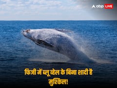 Fiji Whale Teeth Gift: दुनिया के इस देश में मनचाहा प्यार पाना नहीं है आसान, व्हेल के दांत से तय होती है शादी, जानें पूरी बात