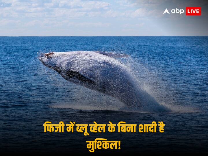 Fiji Whale Teeth Gift: दुनिया में अक्सर लोग प्यार में चांद-तारे तोड़ने की बात करते हैं लेकिन एक ऐसी भी जगह है जहां लड़की से शादी करने के लिए व्हेल मछली का दांत तोड़ना पड़ता है.