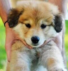 Animal: ઘરમાં કયા-કયા પ્રકારના પ્રાણીઓ પાળવા જોઇએ, નથી જાણતા તો જાણી લો.....