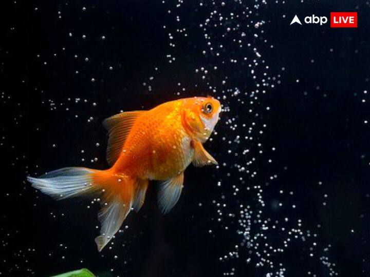 इसकी के साथ घर में मछली को रखना भी अच्छा होता है, गोल्डन फिश (Golden Fish) अगर आप पालते हैं तो ये बेहद शुभ होती है. इसे पालने से घर में खुशियां बनी रहती हैं.