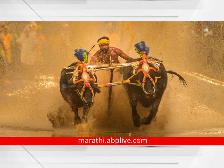 Kambala Buffalo Race : कांतारा चित्रपटानंतर कंबाला येथील रेड्यांची शर्यत संपूर्ण देशात प्रसिद्ध झाली.