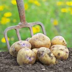 ਕੀ ਆਲੂ ਖਾਣ ਨਾਲ ਸਿਹਤ ਨੂੰ ਹੁੰਦਾ ਨੁਕਸਾਨ? ਜਾਣੋ ਕੀ ਹੈ ਖਾਣ ਦਾ ਸਹੀ ਤਰੀਕਾ