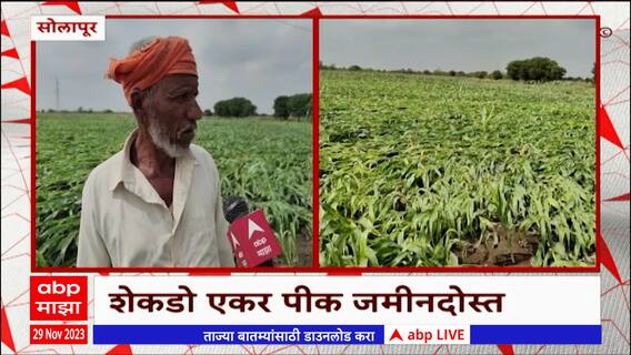 Solapur Unseasonal rain : सोलापूर जिल्ह्यात अवकाळी पावसामुळे शेतीचं मोठं नुकसान