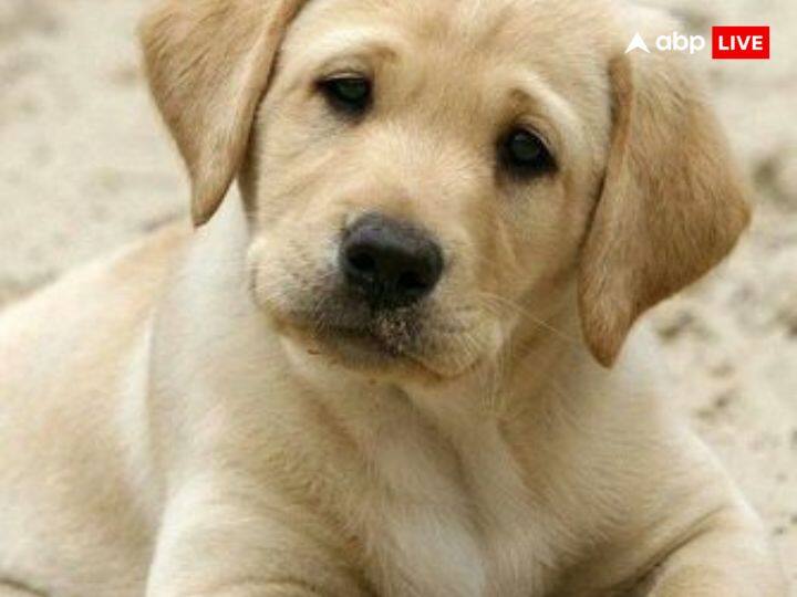 अधिकतर लोग इन तीनों में से अपने घर में कुत्ता (Dog) पालना पसंद करते हैं. हिंदू धर्म में कुत्ते को कालभैरव का सेवक माना गया है. ऐसा माना जाता है अपने घर में कुत्ता पालते हैं तो मां लक्ष्मी का वास आपके घर में बना रहता है.